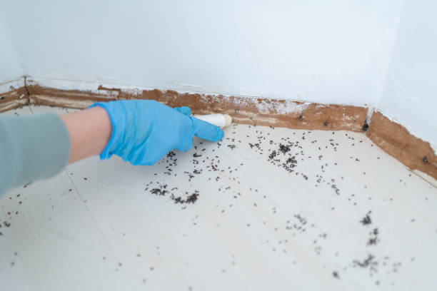 Best Local Pest Control Services  in Coraopolis, PA